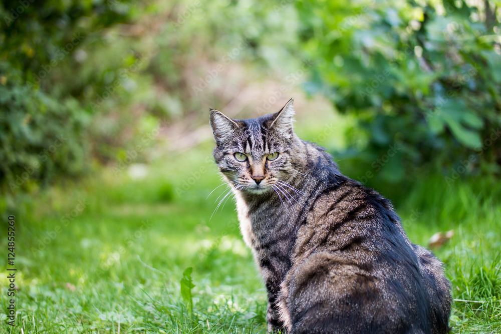 A tabby cat sitting in the gras looking towards the camera