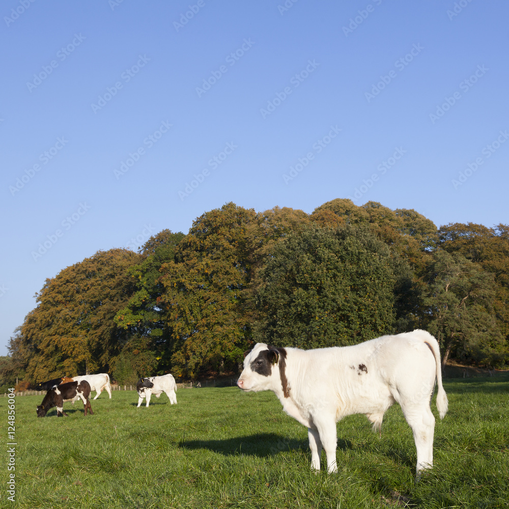 Obraz premium young bull calfs and cow in green meadow with cow in the backgro