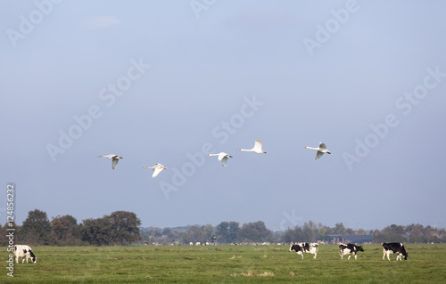 swans fly over green meadow with black and white cows in holland © ahavelaar
