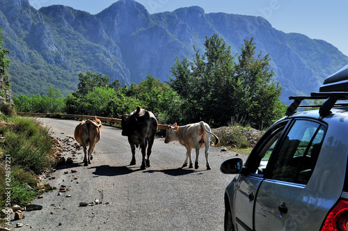 Viehtrieb auf Montenegros Bergstraße © Karl Allen Lugmayer