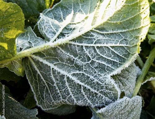 the beginning of frost in nature