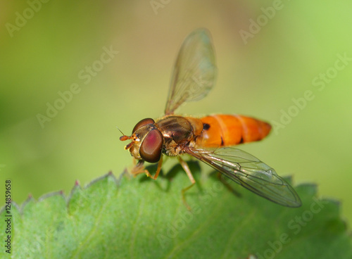 Hoverfly on leaf © Tarikh Jumeer