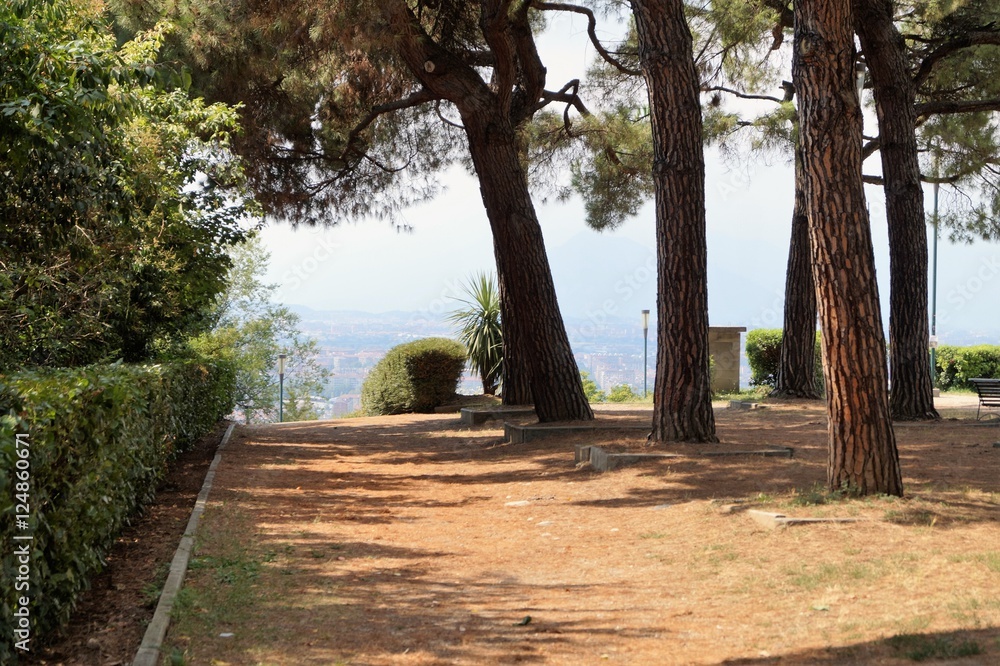 Fototapeta premium alberi parco