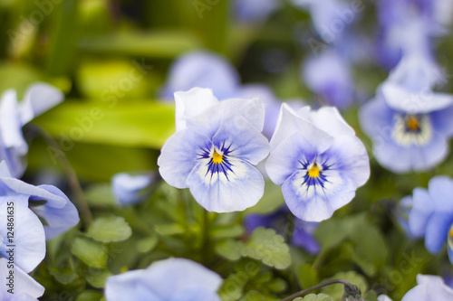 Blueten von Stiefmuetterchen photo