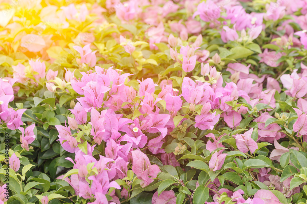 Bougainvillea blurred Bougainvillea blurred