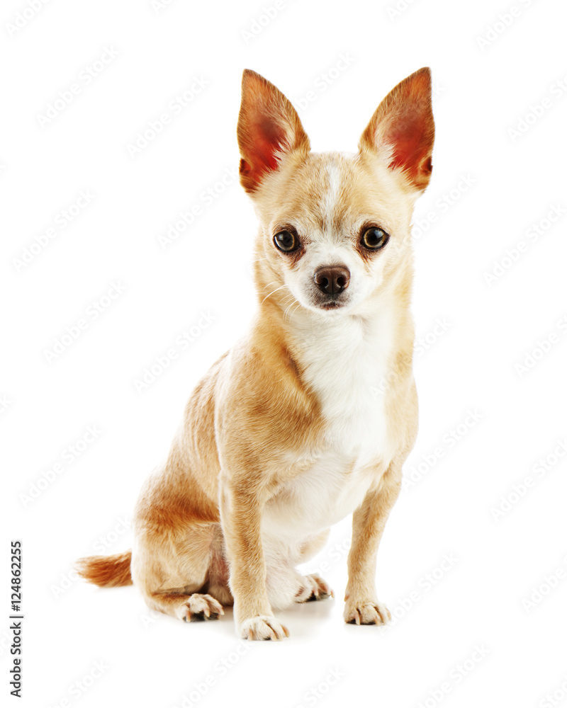 Beige chihuahua dog isolated on white background. Closeup. Beige chihuahua dog isolated on white background. Closeup.