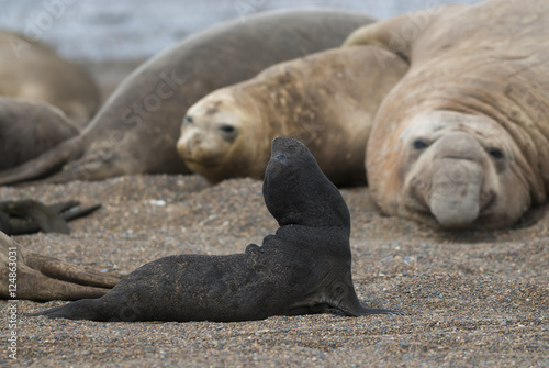 South Atlantic Elephant Seal