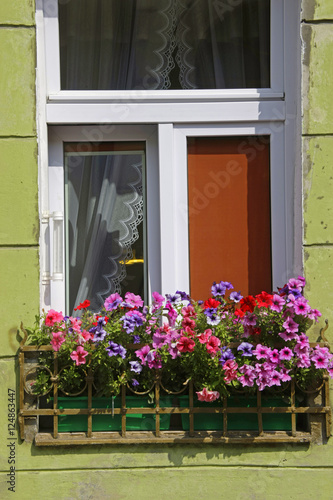 pink flowers on green wall windows