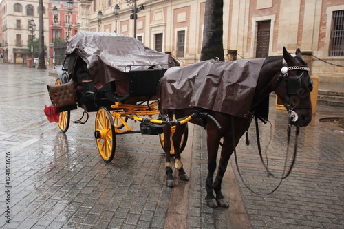 Nasses Pferd in Sevilla