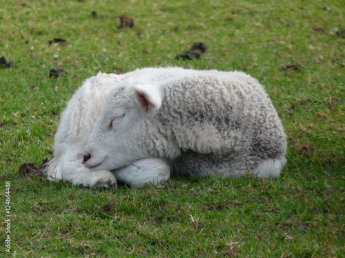 Sheep Sleeping - Lake District