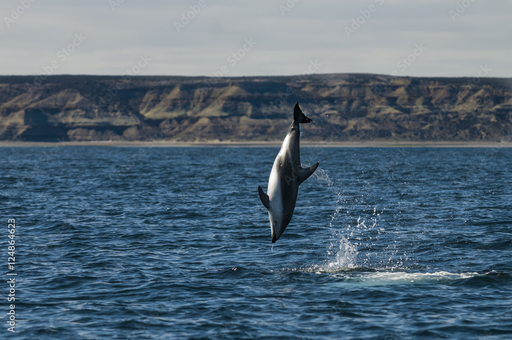 Obraz premium Dusky dolphin