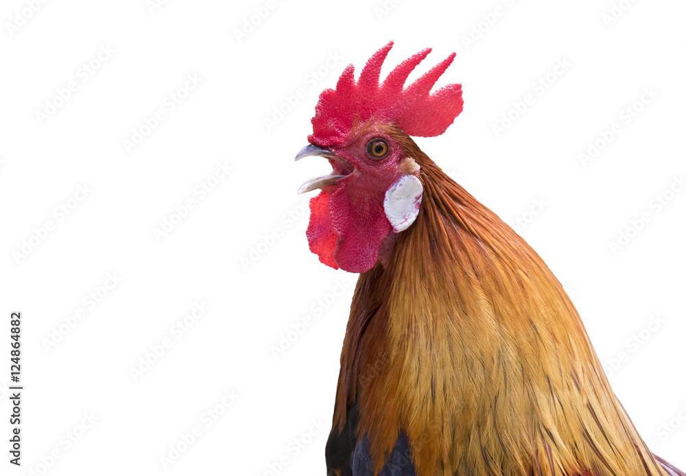 Image of head cock on white background.