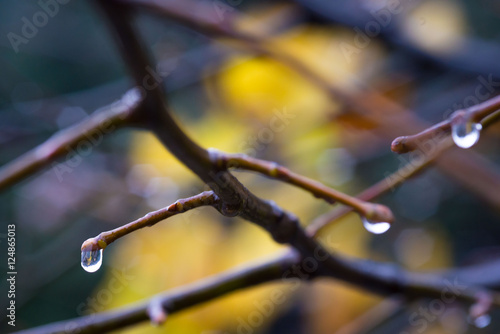 Gocce d’acqua sui rami spogli di un albero dopo la pioggia