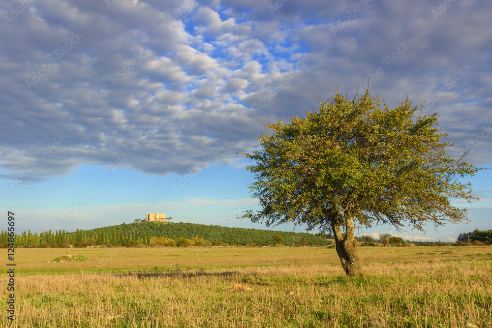 Apulia landscape: Alta Murgia National Park.In the background Castel del Monte.-ITALY(Andria)-Hilly landscape with lonely tree.