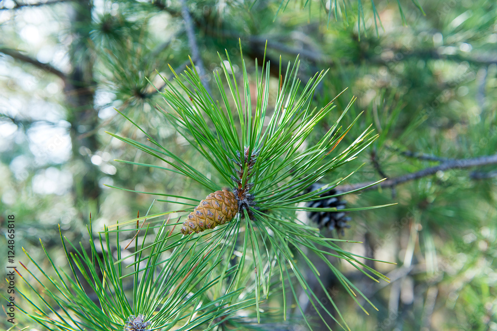Spruce branches with cones. Spruce branches with cones.
