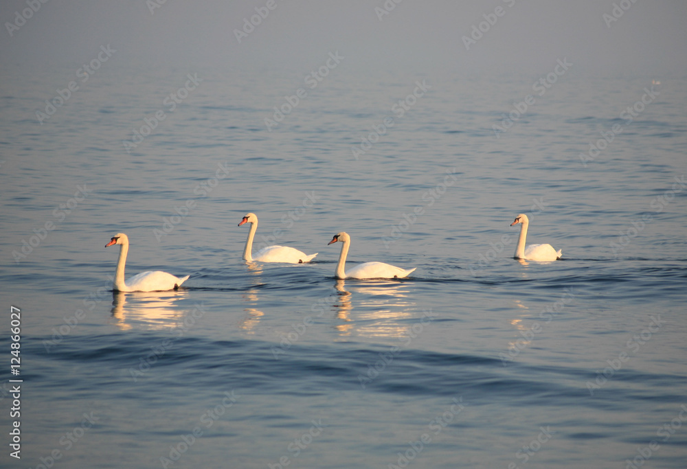 Swans in sea
