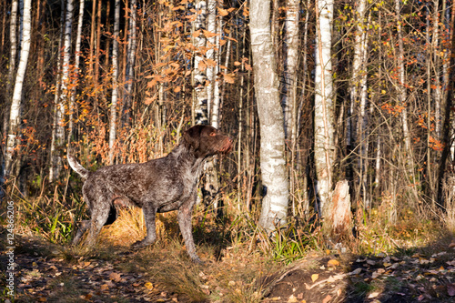 Dog drathaar runs in the autumn forest © annatronova