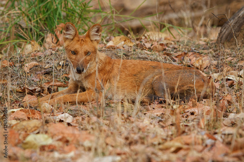 Indian wild dog is resting in the nature habitat  very rare animal  dhoul  dhole  red wolf  red devil  indian wildlife  dog family  nature beauty  cuon alpinus