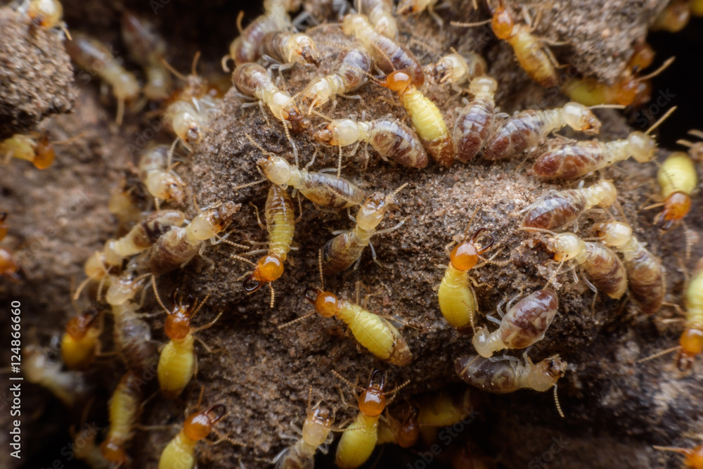 Hordes of termites building their nest Hordes of termites building their nest