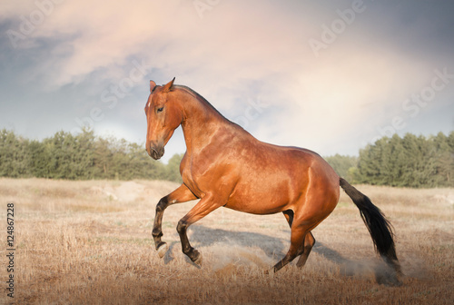 red horse jump on the field with yellow grass on sky background