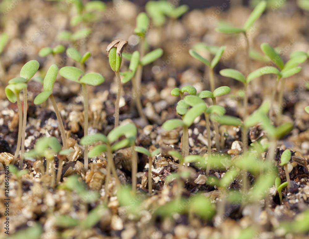 Seedlings Sprouting Seedlings Sprouting