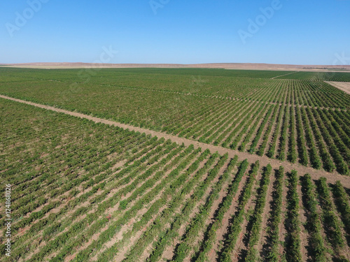 Grape orchards bird s-eye view. Vine rows. Top view of the garden