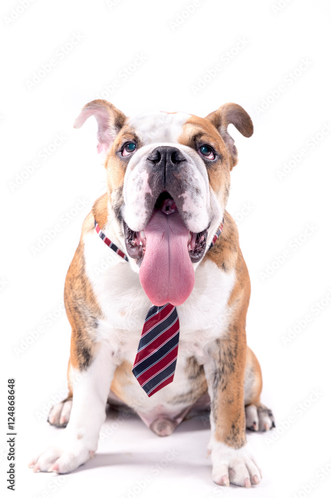 English bulldog with tie