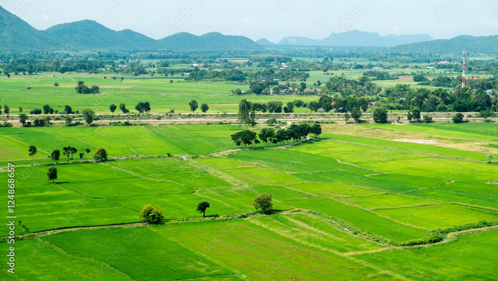 terraced rice fields , Wild Abundance