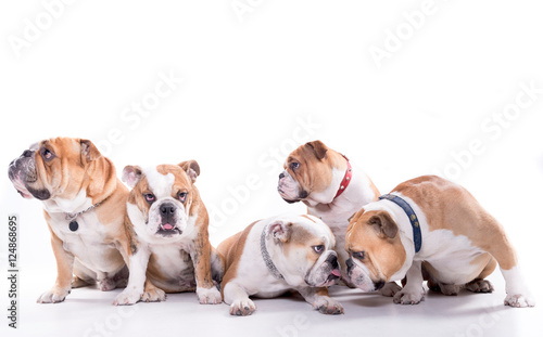 Happy family of bulldogs