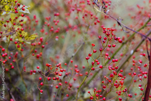 red berries in yelow autumn forest
