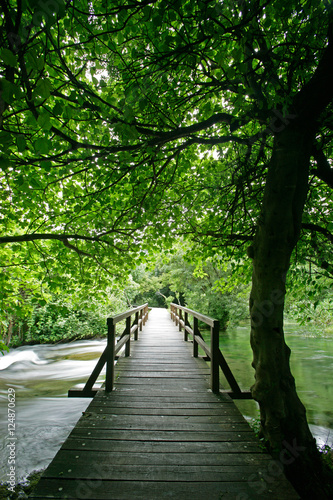 boardwalk in forest