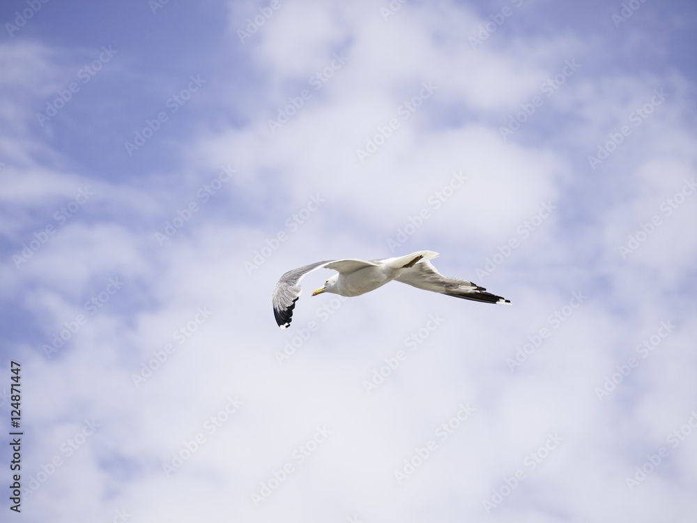 Obraz premium Seagull flying sky