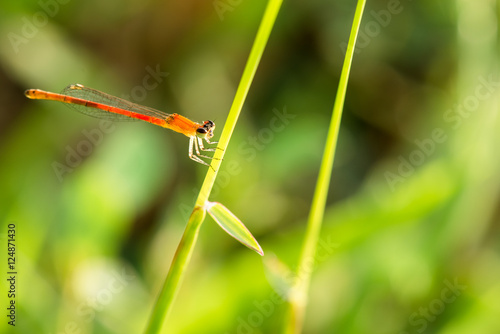 Small dragonfly