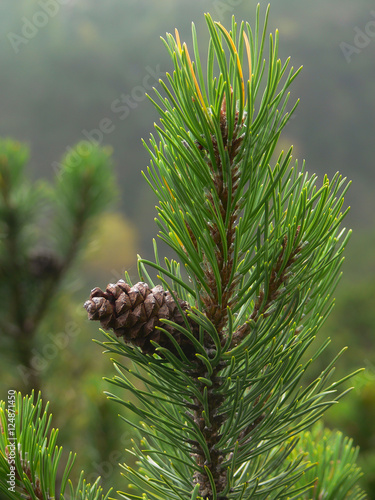 Foto Stock pino mugo (Pinus mugo) o montano - ramo con pigna | Adobe Stock