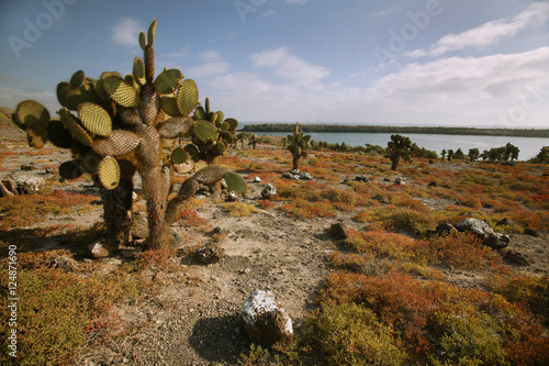 prickly pear