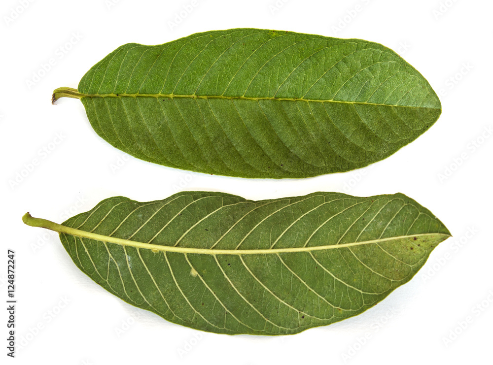 Obraz premium Guava leaves on white background