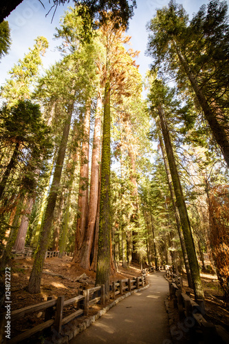 Fototapeta Naklejka Na Ścianę i Meble -  Giant Forest Sequoia National Park