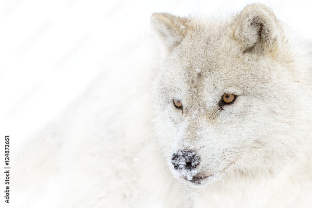 Naklejka premium A lone Arctic wolf (Canis lupus arctos) portrait isolated on white background in the winter snow in Canada