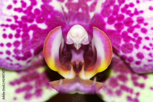 Fototapeta Naklejka Na Ścianę i Meble -  Macro di un orchidea