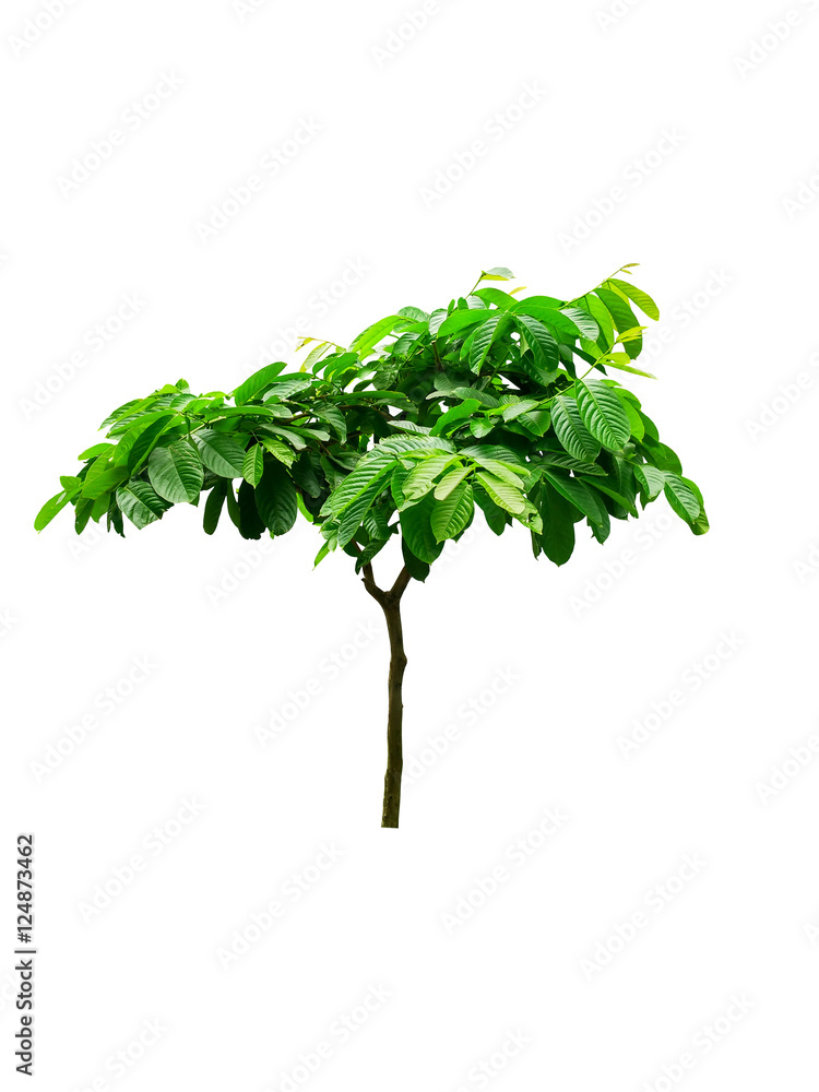 Obraz premium tree isolated