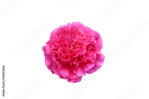 pink color flower isolated