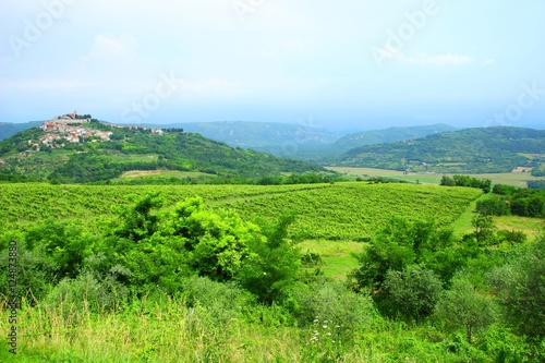 Vineyard landscape in Istria with old town of Motovun, Croatia