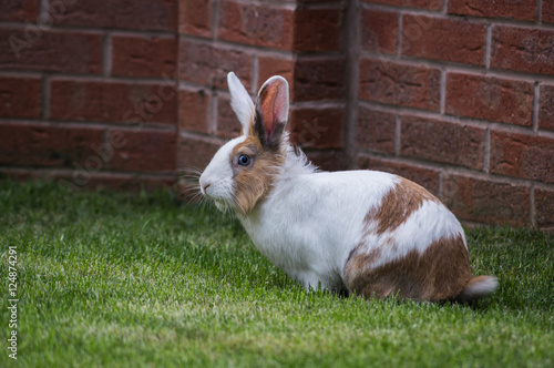 Rabbit photo