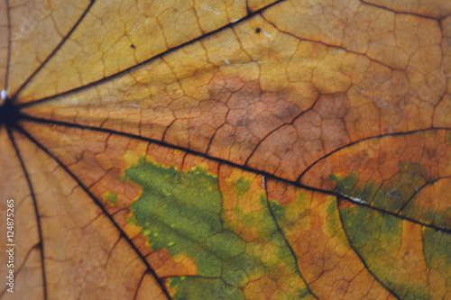 Multicolored Maple Leaf, Macro, autumn, texture, background, plant