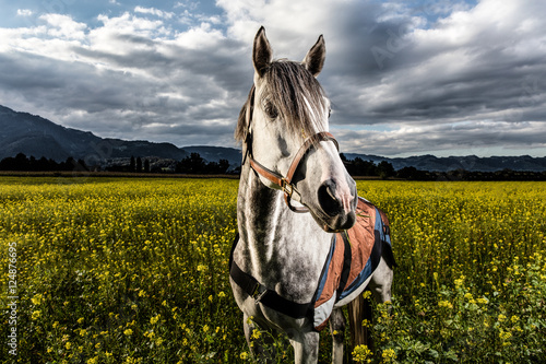 Fototapeta Naklejka Na Ścianę i Meble -  Pferd in Blumenwiese