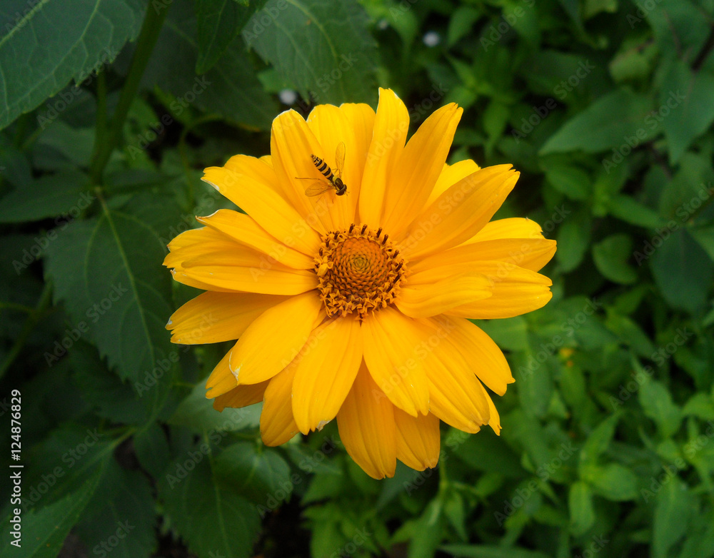 One little bee on a blooming bright orange color flower One little bee on a blooming bright orange color flower