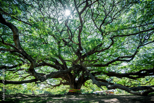 Large Samanea saman tree with branch in Kanchanaburi, Thailand. the big tree in thailand photo