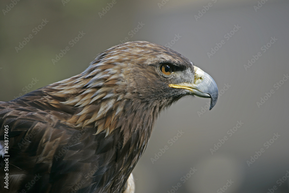 golden eagle golden eagle