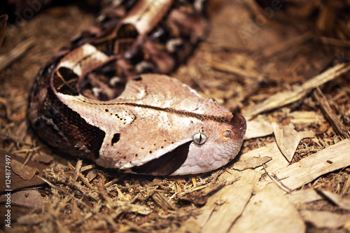 Fotografie snake
