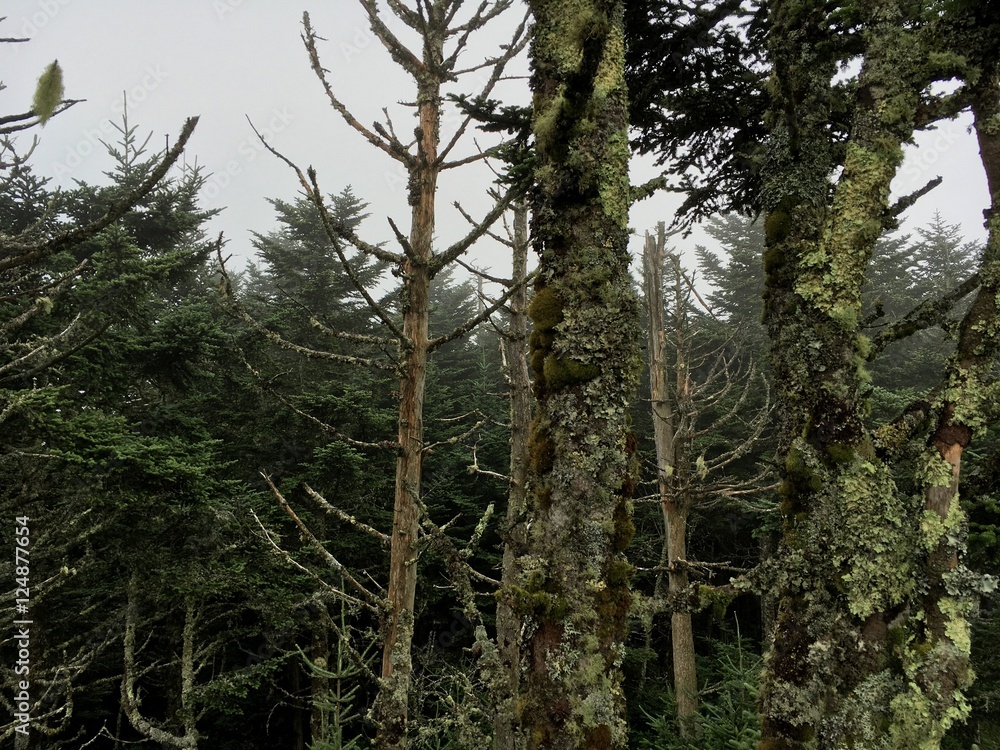 Fototapeta premium forest trees